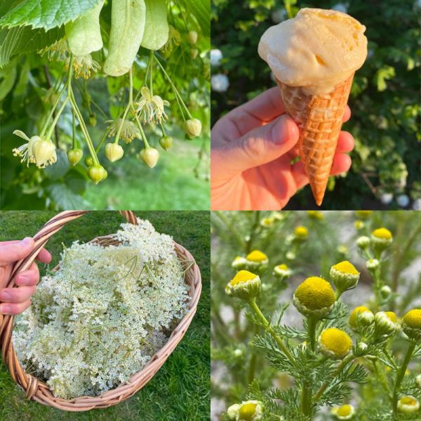 Foraging walks thumb June