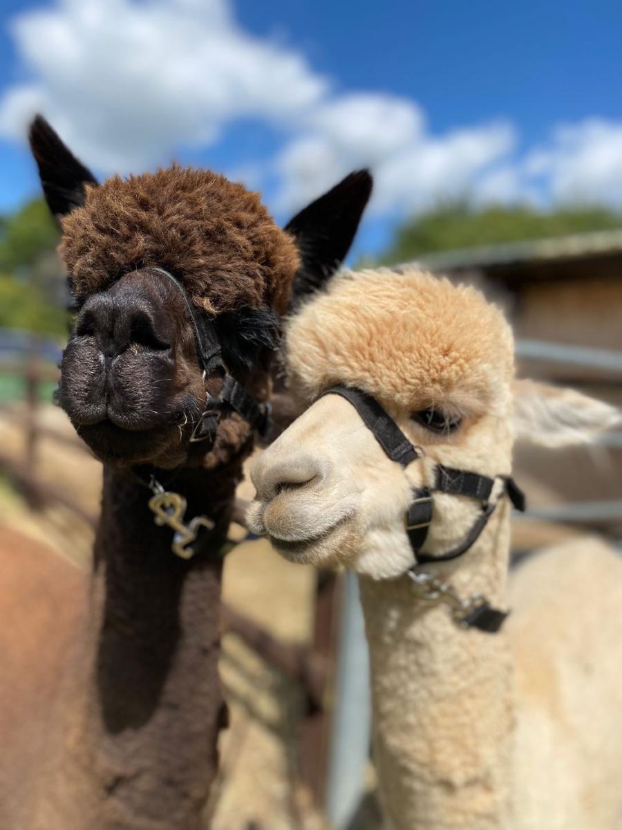 Lane House Alpaca at The White Horse Inn Compton Bassett_1