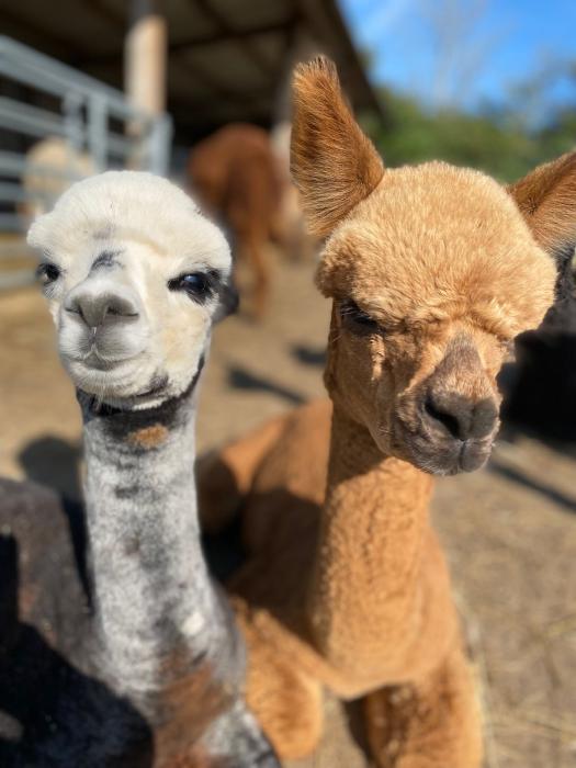 Lane House Alpaca at The White Horse Inn Compton Bassett_2