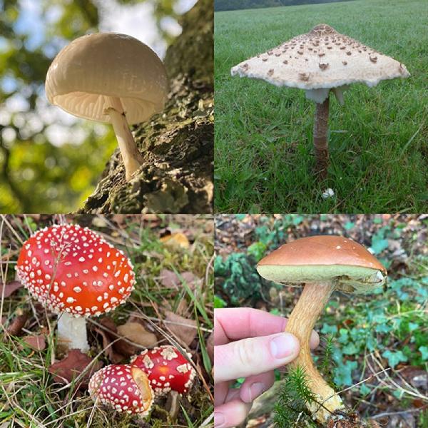 Foraging walks banner 1200 October
