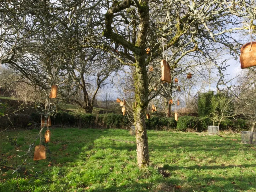 toast-cider-apple-tree-after-wassailing-at-saddlecombe-farm-west-sussex-1539615