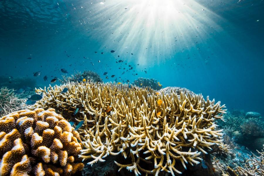 OceanWithDavidAttenborough_003_3978541814633970941