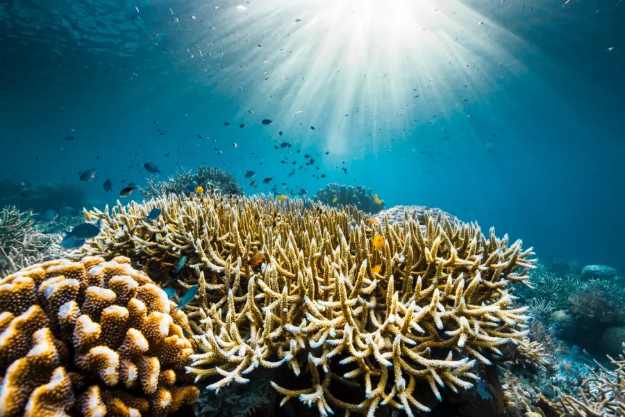 OceanWithDavidAttenborough_003_3978541814633970941