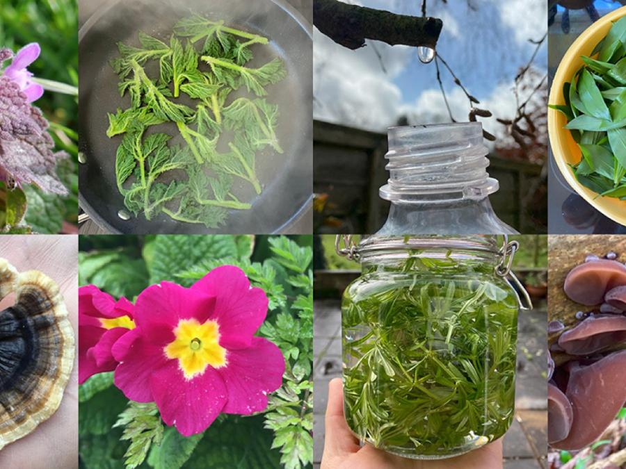 Foraging walks banner 1200 March