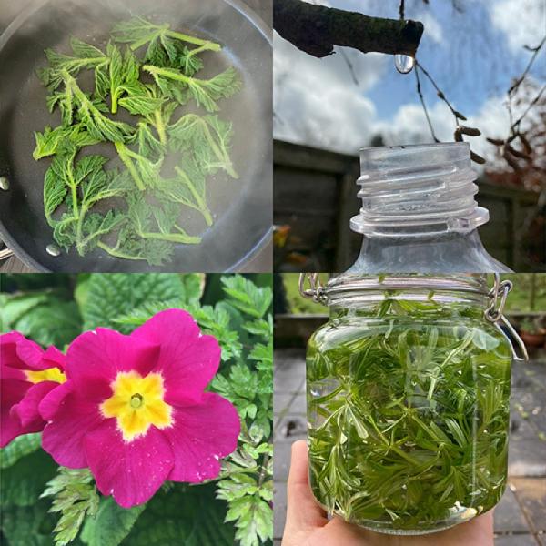 Foraging walks banner 1200 March