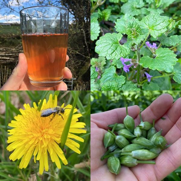 Foraging walks banner 1200 April