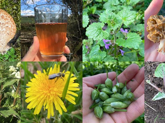 Foraging walks banner 1200 April