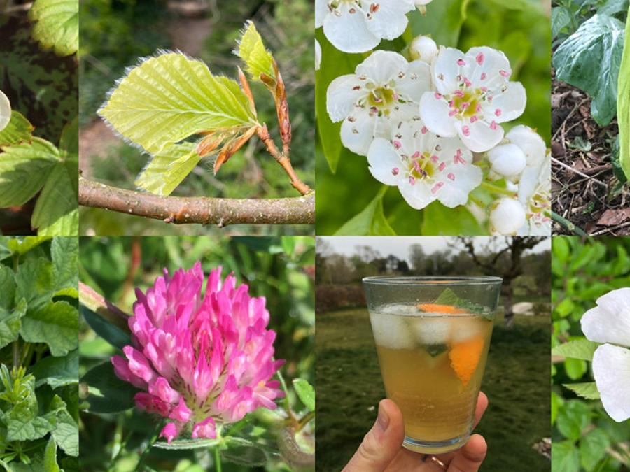 Foraging walks banner 1200 May