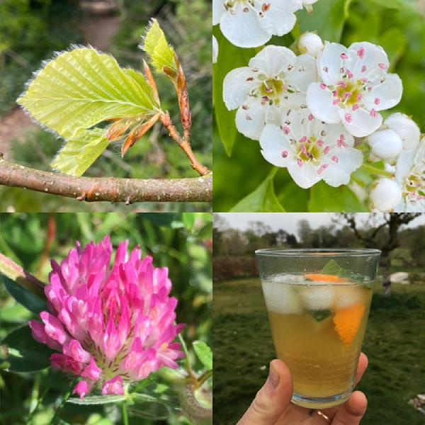 Foraging walks banner 1200 May