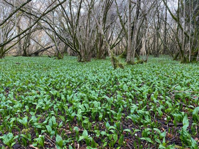 Wild Garlic