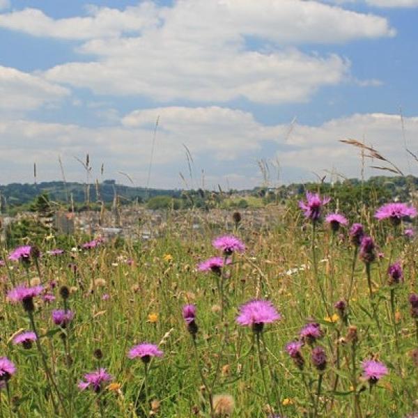 summer-meadows-bathscape