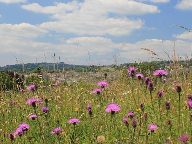 summer-meadows-bathscape