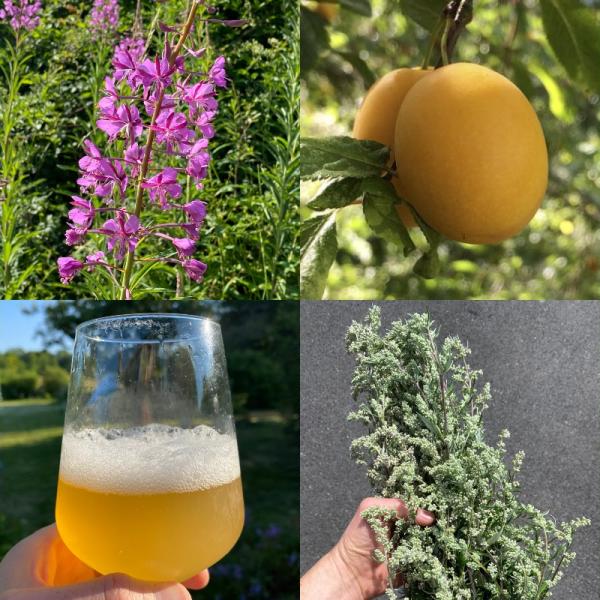 Foraging walks banner July