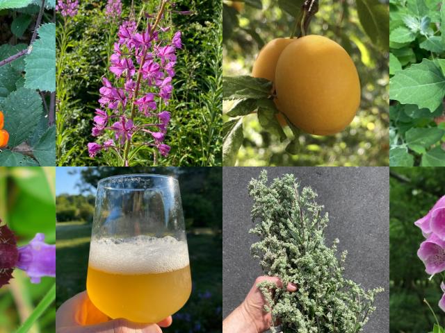 Foraging walks banner July