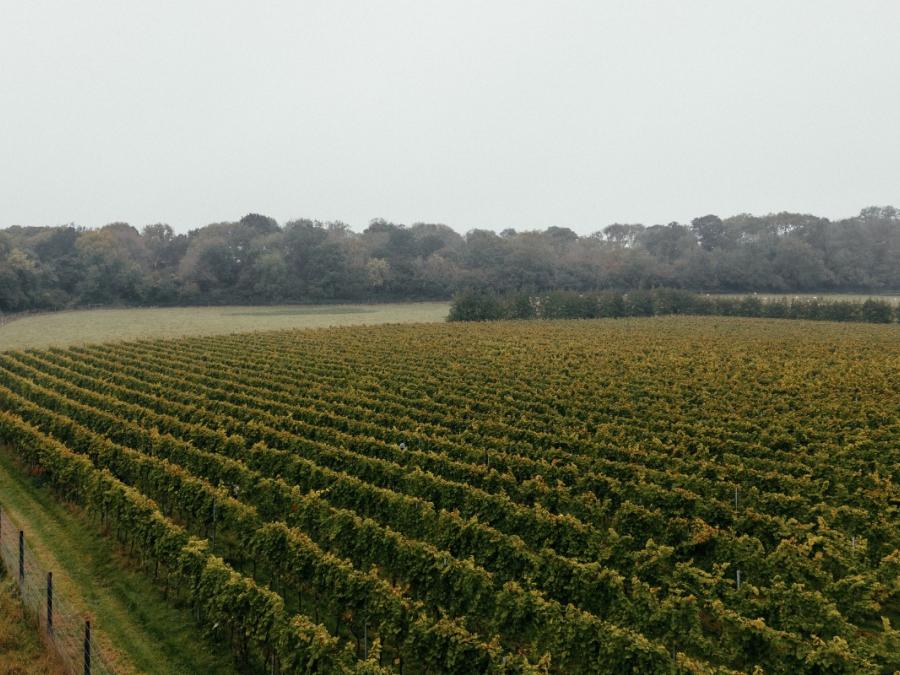 Vineyard Drone-1