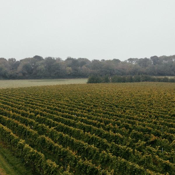 Vineyard Drone-1