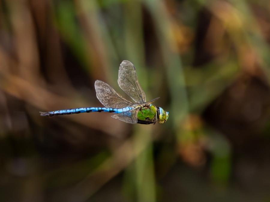 Dragonfly Festival Emperor dragonfly in flight Sam Walker WWT