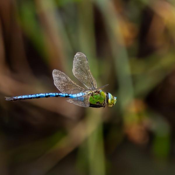 Dragonfly Festival Emperor dragonfly in flight Sam Walker WWT