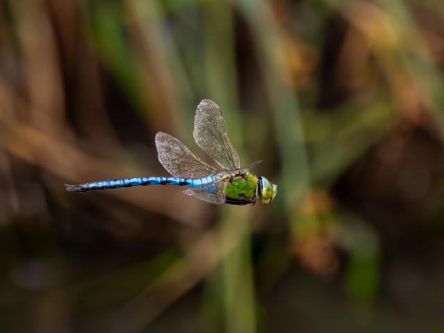 Dragonfly Festival Emperor dragonfly in flight Sam Walker WWT