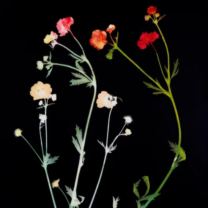 clare walsh art