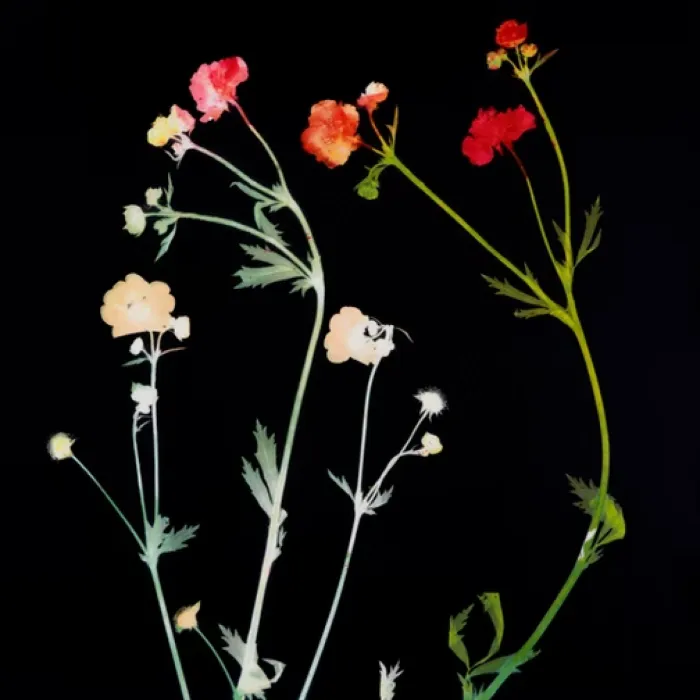 clare walsh art