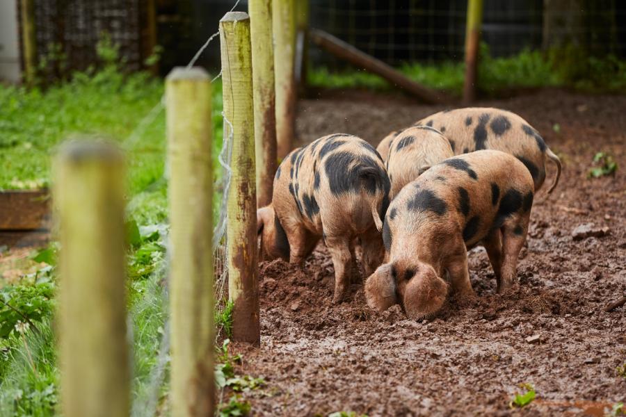 Pig 5 - JAKE EASTHAM