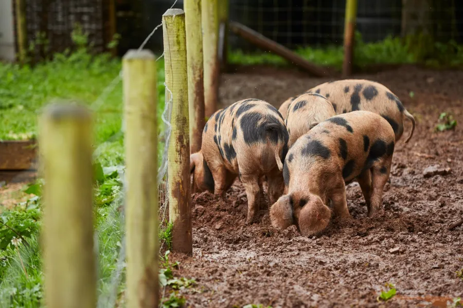 Pig 5 - JAKE EASTHAM