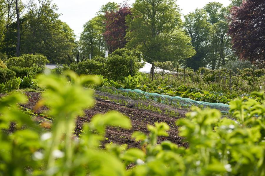 Veg Beds
