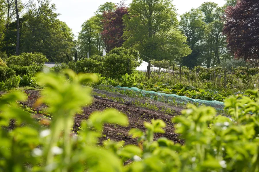 Veg Beds