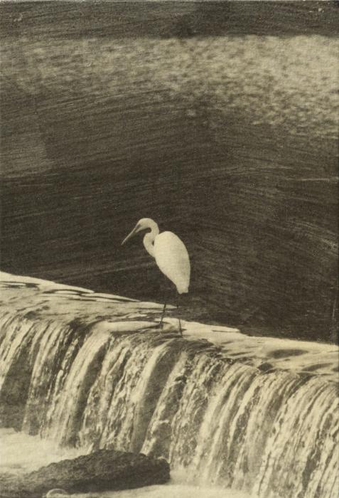 an egret, guiding us_scan