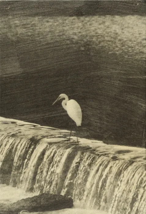 an egret, guiding us_scan
