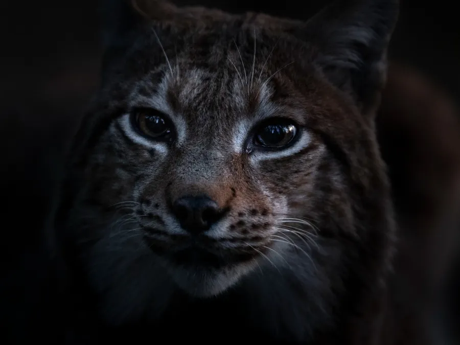 WITW Still 3