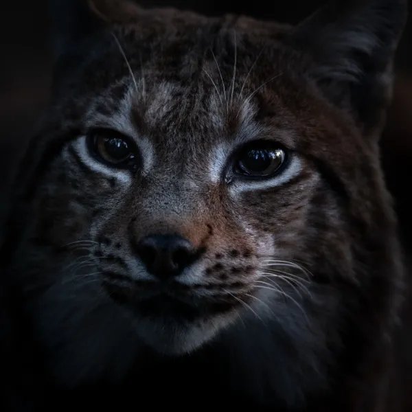 WITW Still 3
