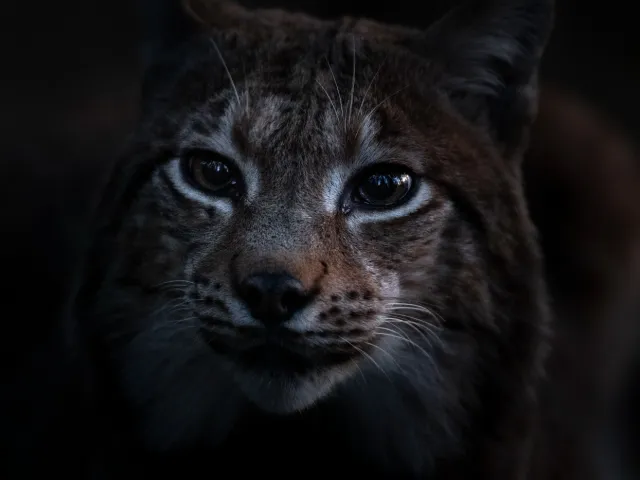 WITW Still 3