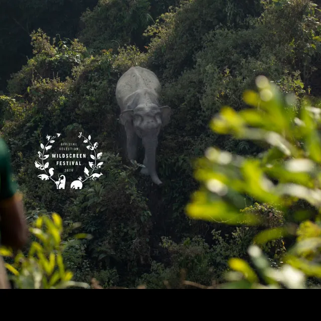 In the Path of Giants