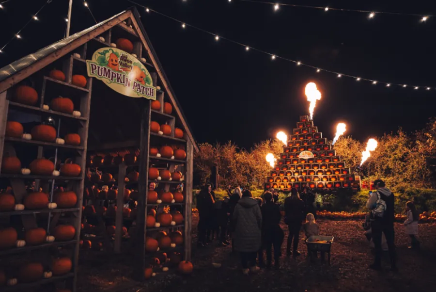 Pumpkin Patch Nights