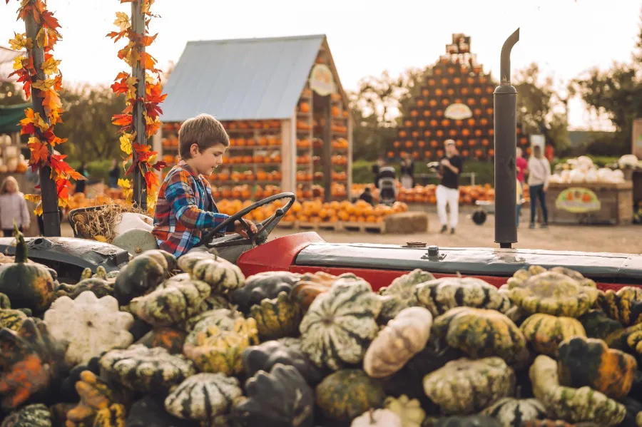 Pumpkin Patch SWTA