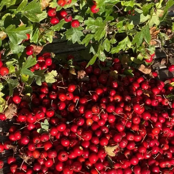 Foraging
