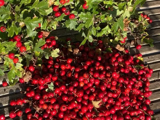 Foraging