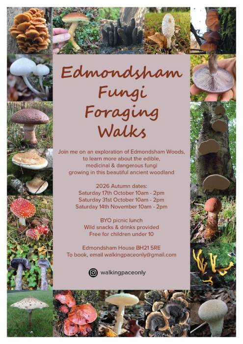 Foraging walks flyer Edmondsham Autumn 2026