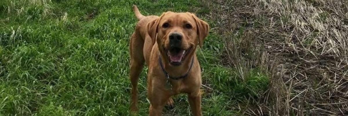 Charity Dog Walk - The White Horse Inn